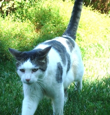 No Show by Simon Wood